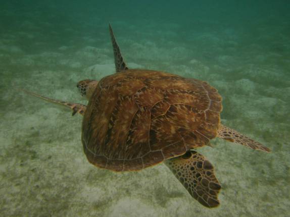 Snorkel com tartarugas em Tobago Cays, no sul de São Vicente e Granadinas, no Caribe